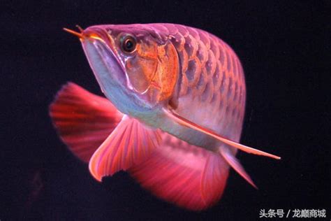 龍魚生病|32種龍魚疾病、治療、病因及癥狀 